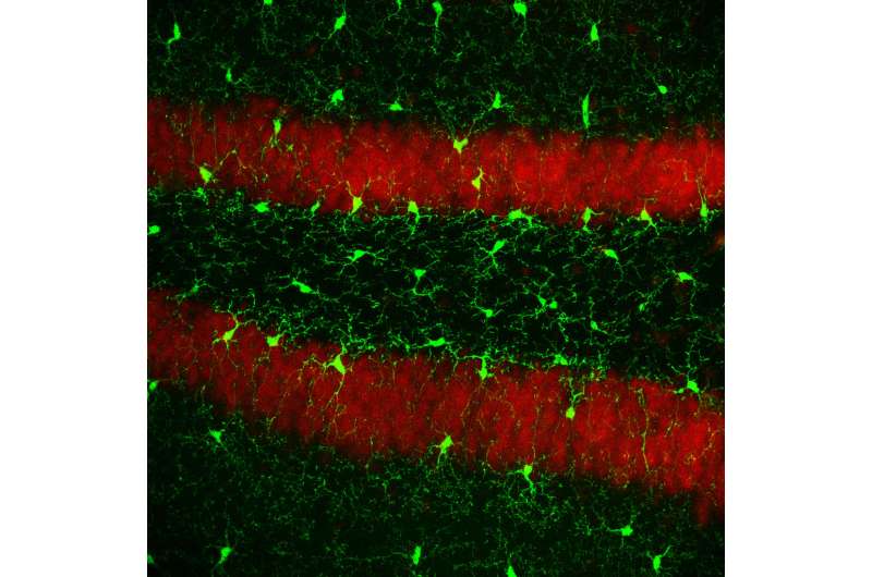 'Housekeepers' of the brain renew themselves more quickly than first thought