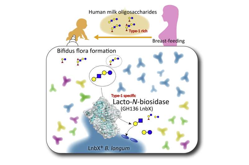 How a beneficial gut microbe adapted to breast milk
