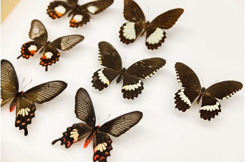 How a 'flipped' gene helped butterflies evolve mimicry