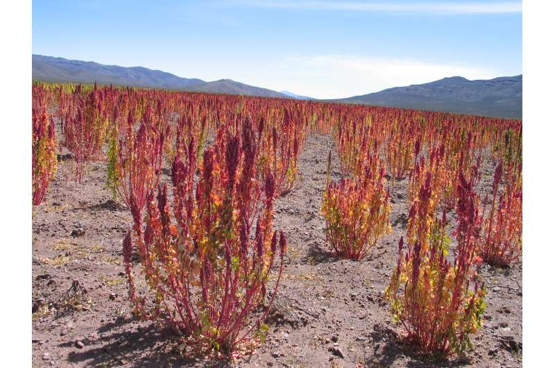 How ancient crops could counteract climate change effects