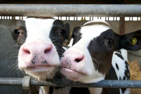 How are antimicrobials used around the world in food-producing animals?