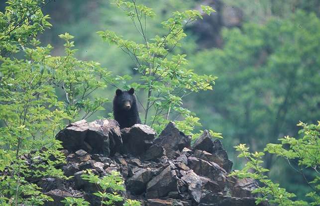How bears bulk up ahead of the summer: A study into the Asiatic black bear's spring diet