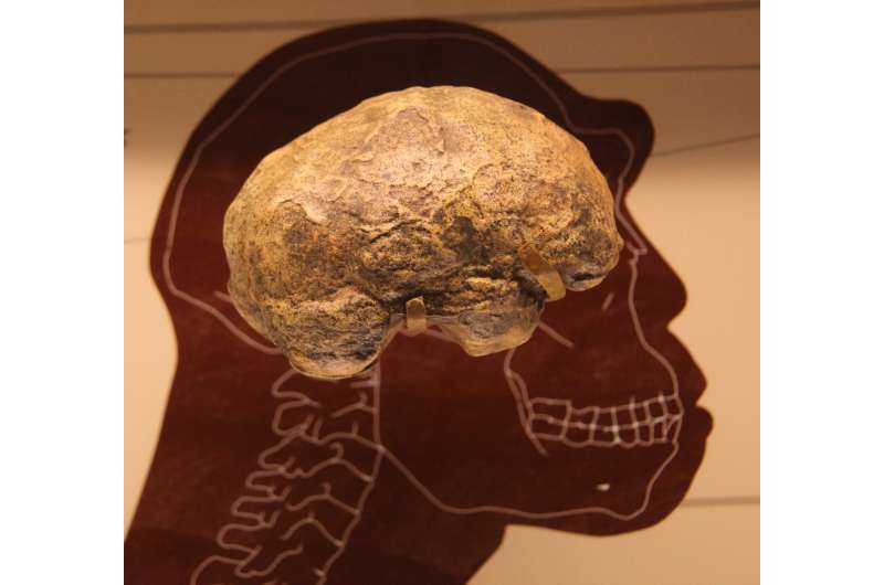 How big brains evolved could be revealed by new mathematical model