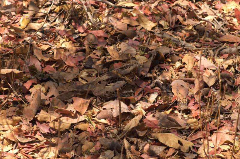 How camouflaged birds decide where to blend in