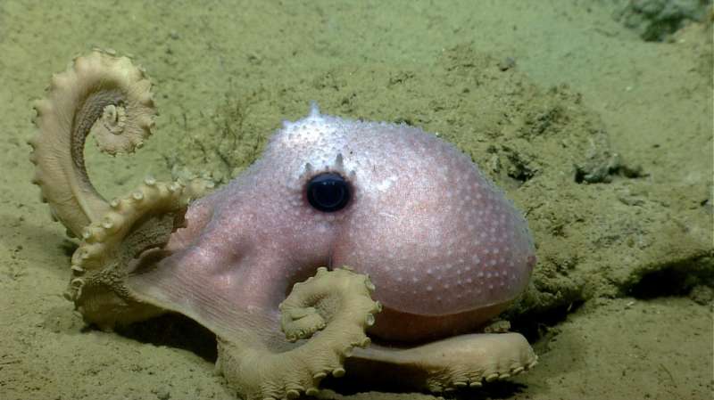 How can you tell deep-sea octopuses apart? Check their warts