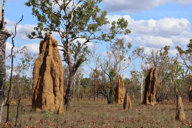 How cathedral termites got to Australia to build their 'sky-scrapers'