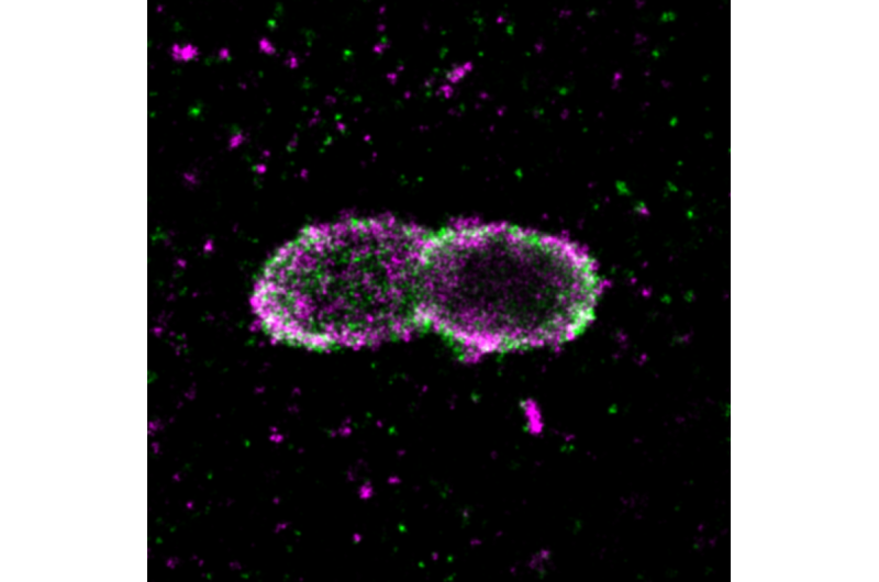 How cells combat Salmonella
