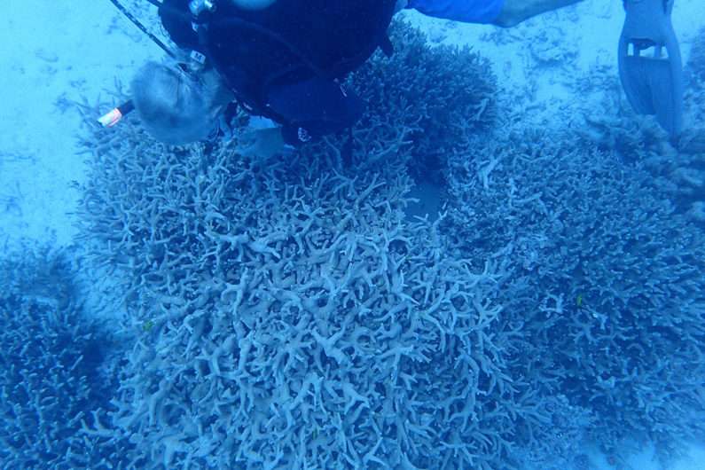How corals that re-colonized Bikini Atoll after nuclear bomb tests adapted to persistent radiation