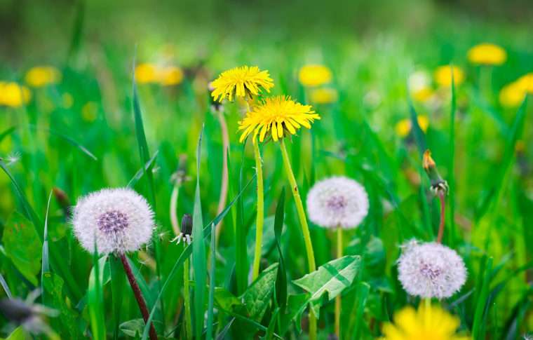 How dandelion seeds act as a perfect pipette in the lab