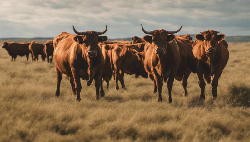 How dangerous are cattle, and how can you stay safe around them?