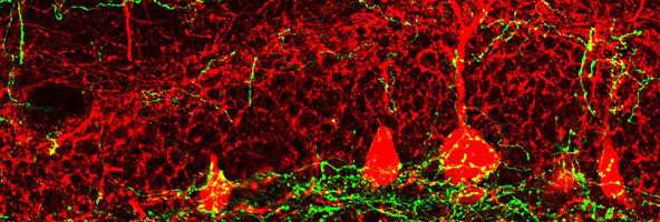 How do adult brain circuits regulate new neuron production?