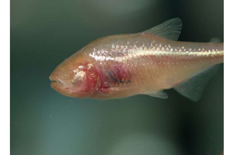 How do blind cavefish find their way? The answer could be in their bones.
