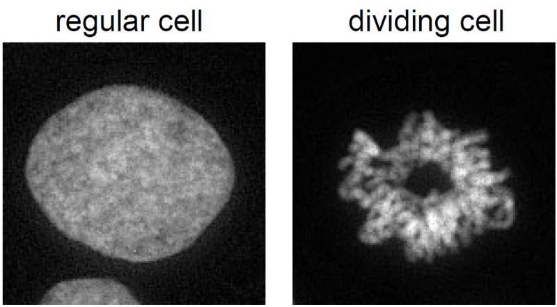 How does a cell maintain its identity during replication?