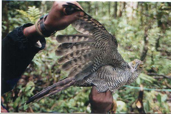 How do you track a secretive hawk? Follow the isotopes
