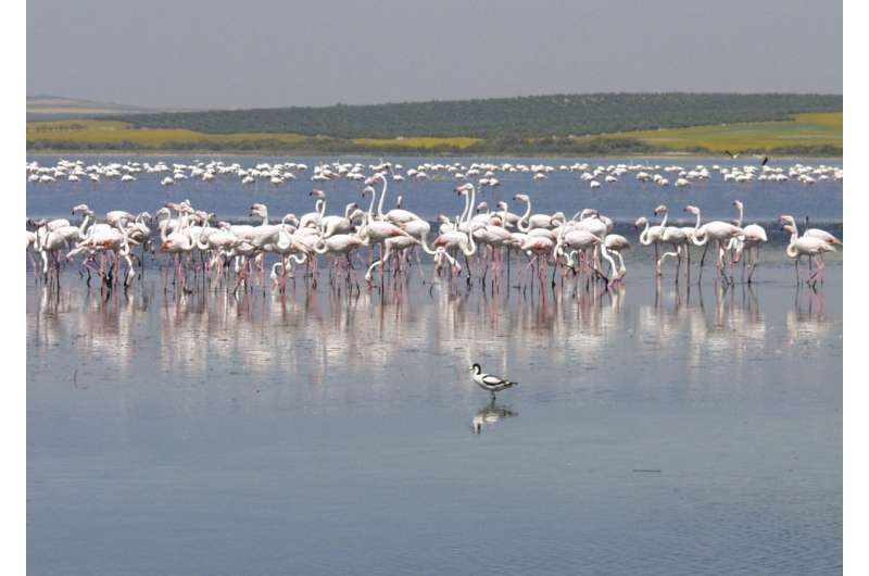 How flamingos influence organic matter filtering in saline wetlands