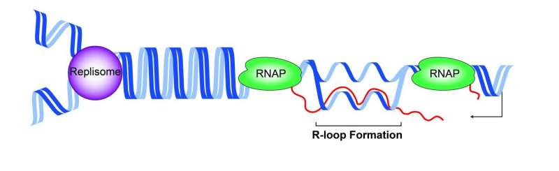 How head-on collisions of DNA protein machines stop replication