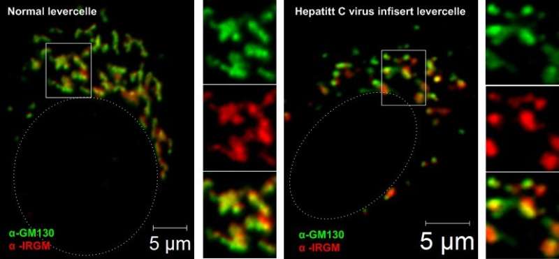 How hepatitis C hides in the body
