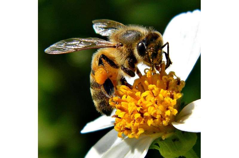 How honey bee gut bacteria help to digest their pollen-rich diet