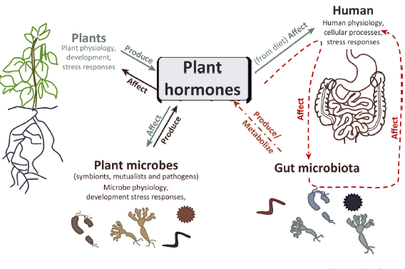 How humans and their gut microbes may respond to plant hormones