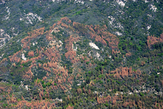 How much drought can a forest take?