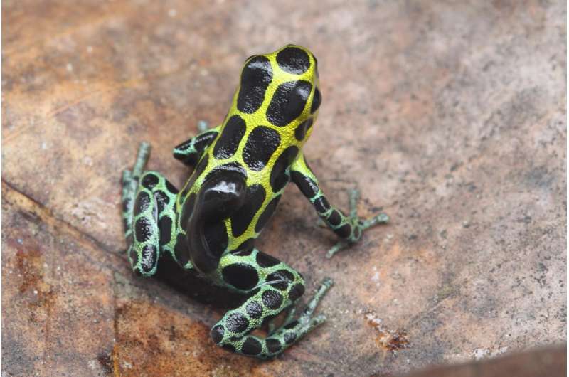 How poison frog tadpoles escape their cannibalistic siblings