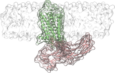 How proteins find one another