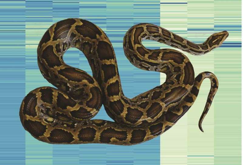 How pythons regenerate their organs and other secrets of the snake genome