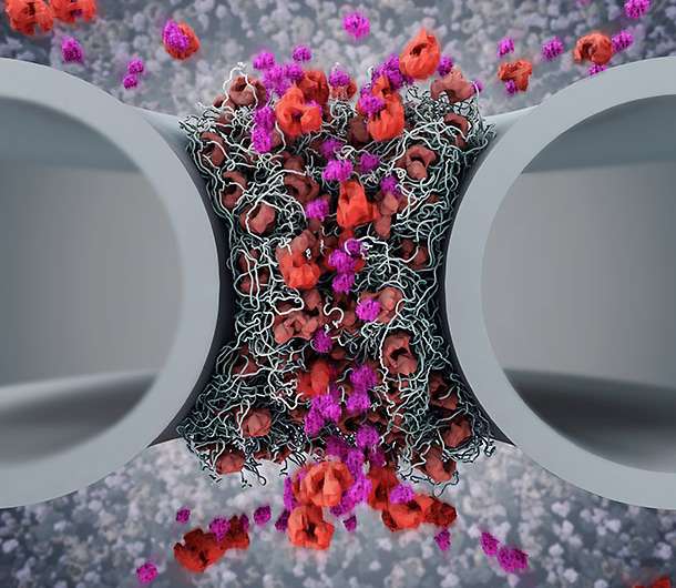 How shuttling proteins operate nuclear pores
