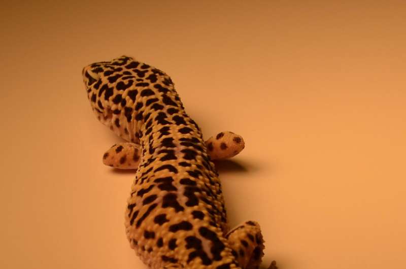 How tails help geckos and other vertebrates make great strides
