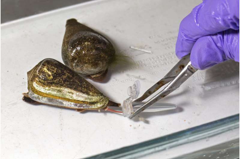 How the cone snail's deadly venom can help us build better medicines
