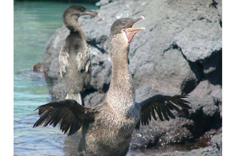 How the Galapagos cormorant lost its ability to fly