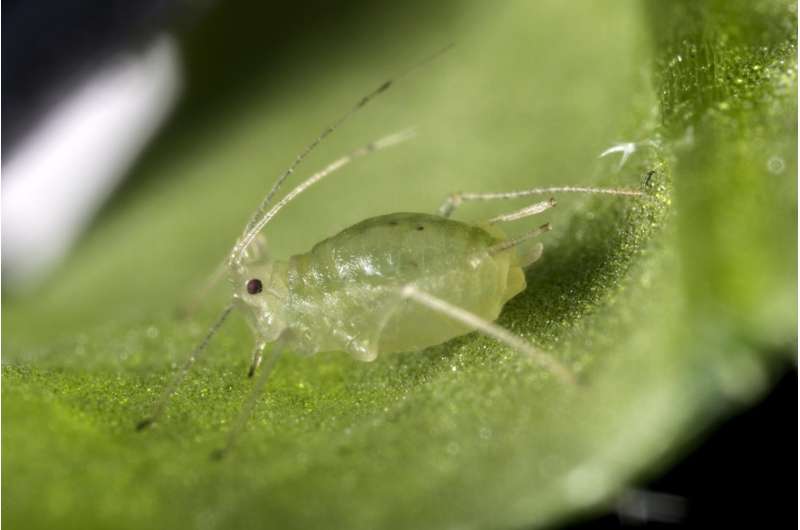 How to be a successful pest: Lessons from the green peach aphid