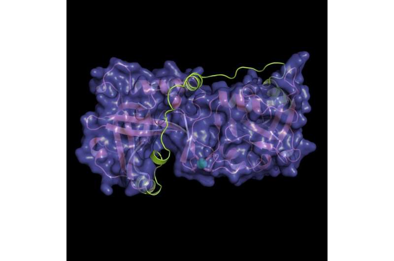 两个端粒蛋白如何相互作用以及癌症相关突变的功能影响