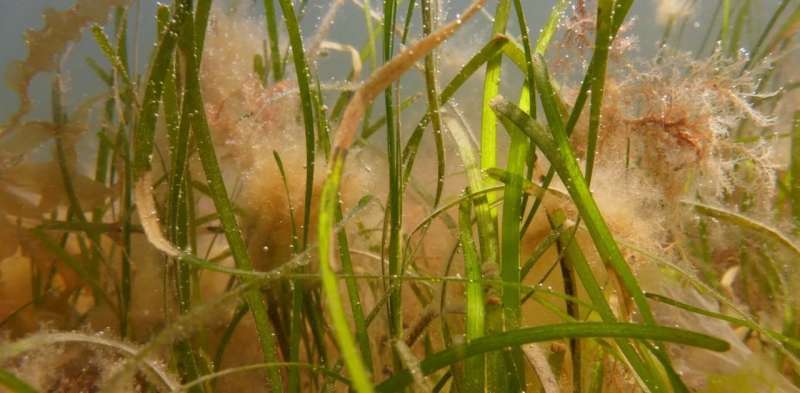 How underwater gardening can rewild the Atlantic Ocean