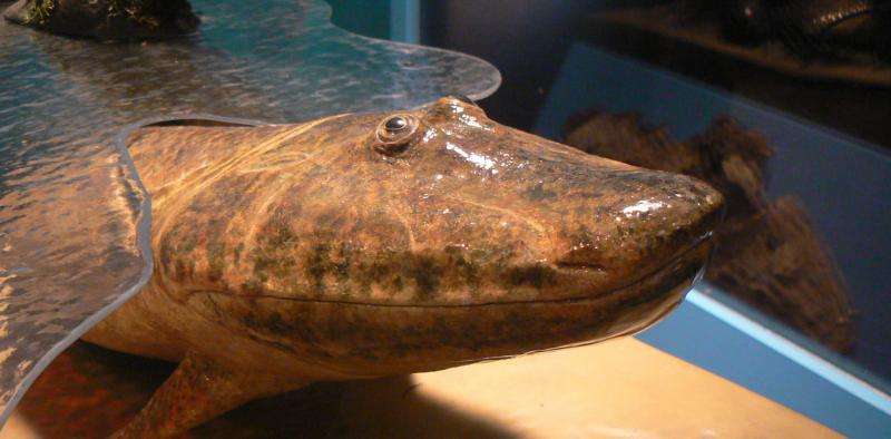 How vision may have driven fishes onto land