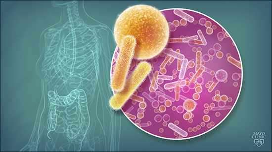 Human gut microbe may lead to treatment for multiple sclerosis