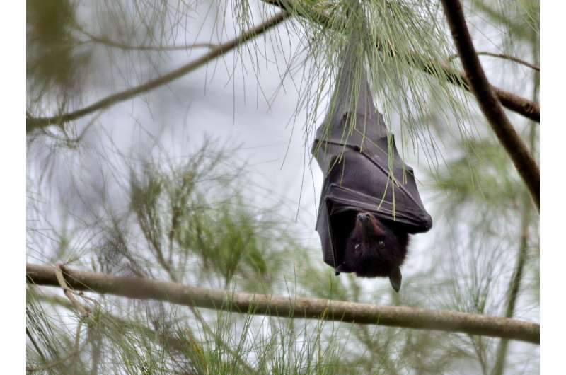 Human intrusion on fruit bat habitats raises exposure risk to Hendra virus in Australia