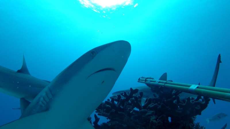 Humans: the disturbing neighbours of reef sharks