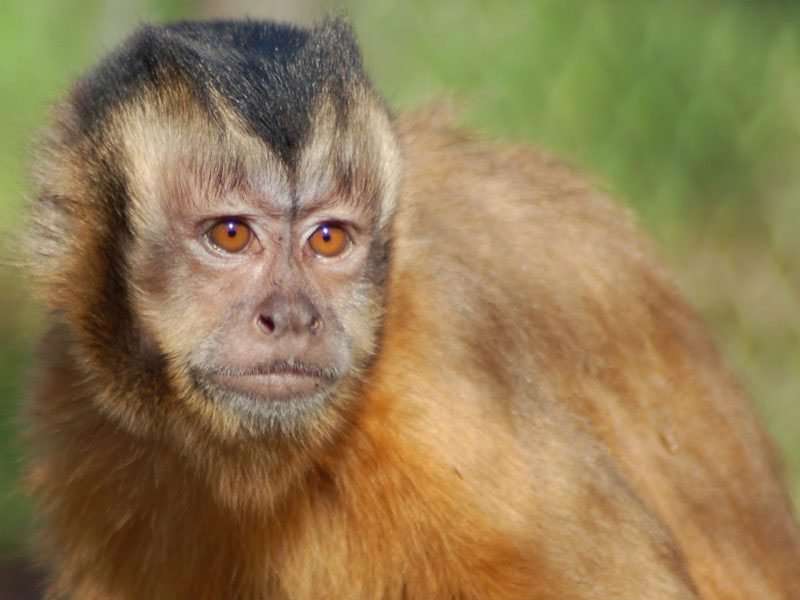 Humans, unlike monkeys, turn competitive situation into cooperative one