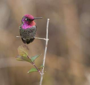 Hummingbirds see motion in an unexpected way