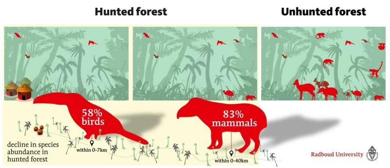 Hunting accounts for 83 and 58 percent declines in tropical mammal and bird populations