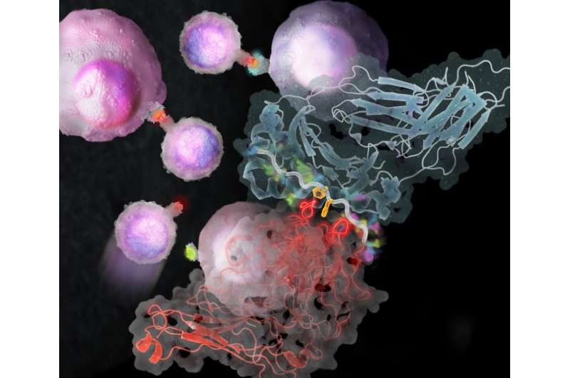 Hunting for immune cells' cancer targets