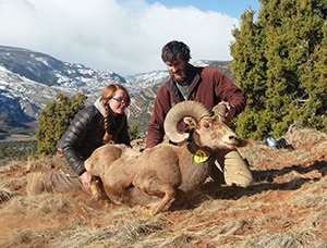 Hunting of bighorn sheep ewes could produce more trophy rams