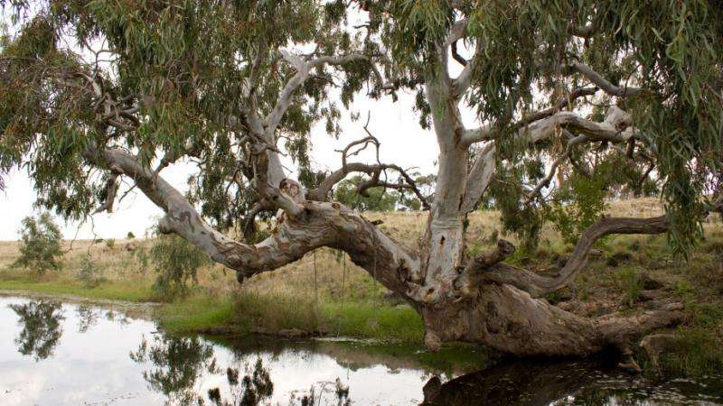 Iconic river red gums threatened by rising CO2 levels&nbsp;&raquo;