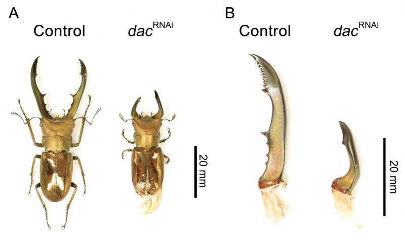 Identification of genes controlling mouthpart development key to insect diversity