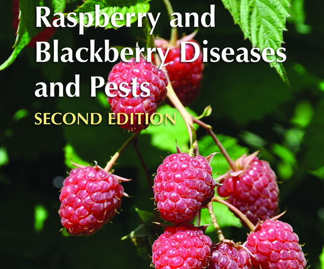 Raspberry insect pests