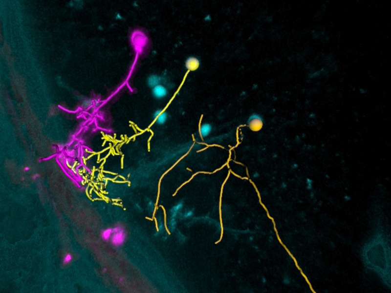 Illuminating neural pathways in the living brain
