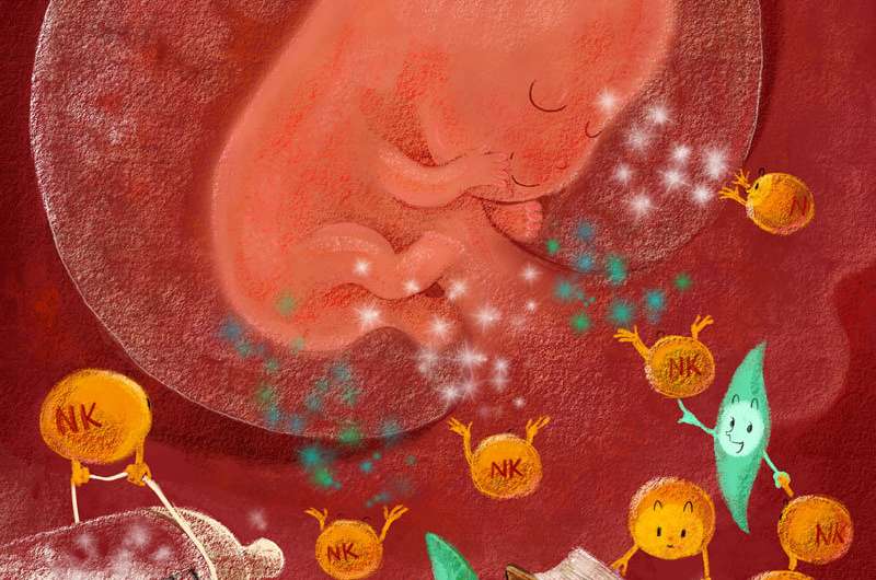 子宫中的免疫细胞在怀孕早期帮助滋养胎儿