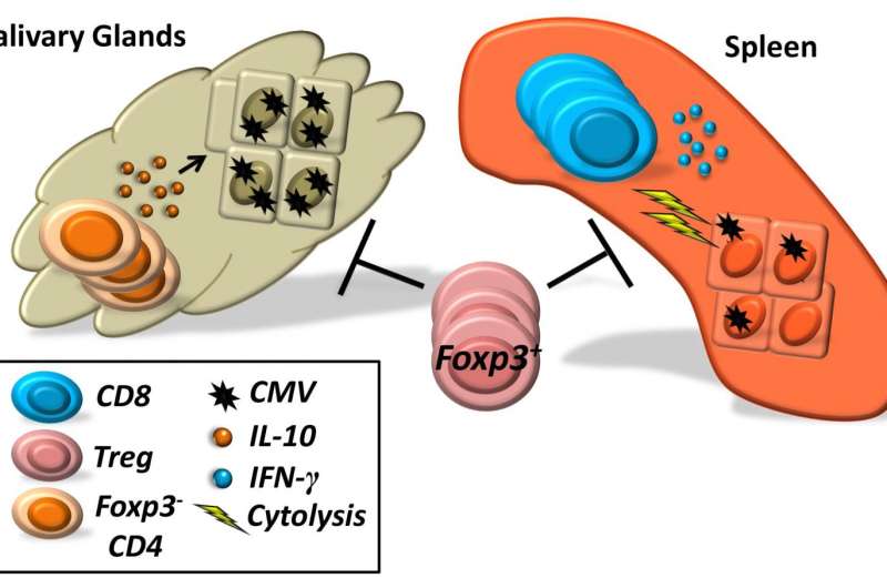 Immune cells promote or prevent cytomegalovirus activity in mice depending on location