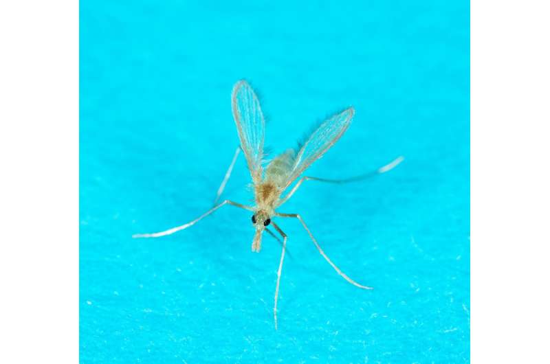 Immune reaction to sandfly saliva varies between individuals living in endemic areas